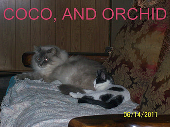 my cat's , coco and orchid, kitten, furry, cat, persian HD wallpaper