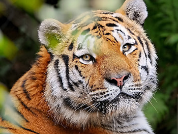 Animals, Young, Muzzle, Striped, Sight, Opinion, Tiger HD wallpaper