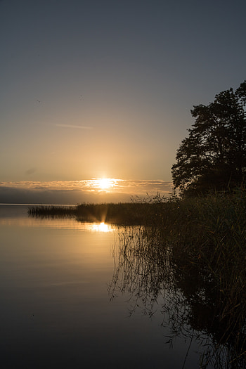Nature, Landscape, Sunset, Lake, Shore, Bank, Wood, Tree, Cane, Reed HD phone wallpaper