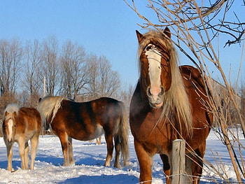 Snow horses, animal, horse, brown, snow HD wallpaper