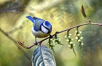Close-up of a Blue Tit perched on a flowering branch in a Scottish woodland. HD wallpaper