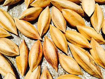 Pili nut, Yvonne novelas blog, Crunchy texture, Irresistible flavor HD wallpaper