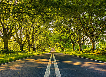 Alley, Nature, Trees, Road, Markup, Dahl, Distance HD wallpaper