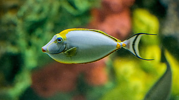 Fishes, Animal, Fish HD wallpaper