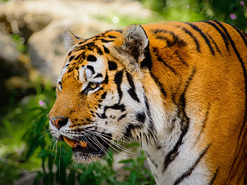 Animals, Big Cat, Tiger, Fangs, Moustache, Mustache HD wallpaper