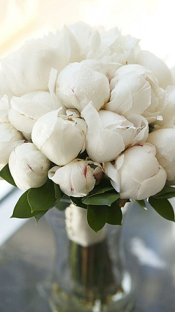 White Flowers, Roses HD phone wallpaper