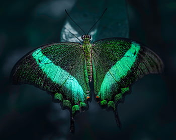 Close-up shot of a vibrant emerald swallowtail butterfly with green wings on a dark background. HD wallpaper
