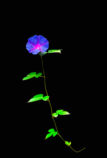 Flower, electric blue, flowers, green, beauty, nature, night, black, leaf, darktheme, morning, morning glory, leaves, dark HD phone wallpaper