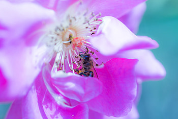Flower, Macro, Rose Flower, Rose, Petals, Bee HD wallpaper
