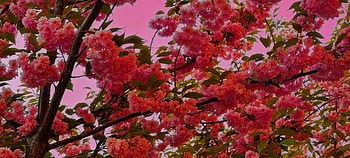 flowers on the tree, tree, green, nature, flower HD wallpaper