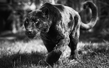 Monochrome, Black Panthers HD wallpaper