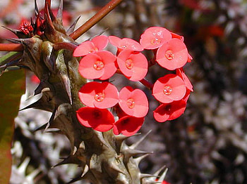 PRICKLES, plant, red, flower HD wallpaper