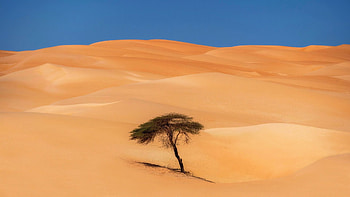 A lone tree in the Sahara, Mauritania, landscape, africa, sky, sand HD wallpaper