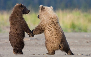Animals, Bears, Couple, Pair, Family, Care, Wool HD wallpaper