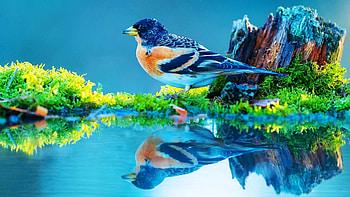 Like a mirror, water, bird, reflections, colors, nature, grass HD wallpaper