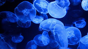 Blue jellyfish, Glowing marine life, Underwater paradise HD wallpaper