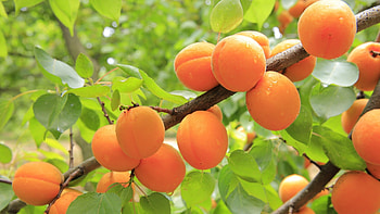 apricot tree , Fresh fruit harvest, Nature's bounty, Vibrant and colorful HD wallpaper