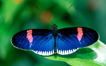 Patterns, Macro, Insect, Butterfly, Wings HD wallpaper