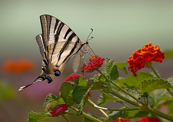 butterfly, nature, flovers, lantana HD wallpaper