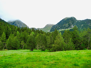 Nature, Trees, Grass, Mountains, Greens, Lawn HD wallpaper