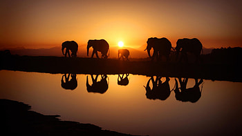 elephants silhouettes reflected in river, river, elephants, silhouettes, reflections, sunset HD wallpaper