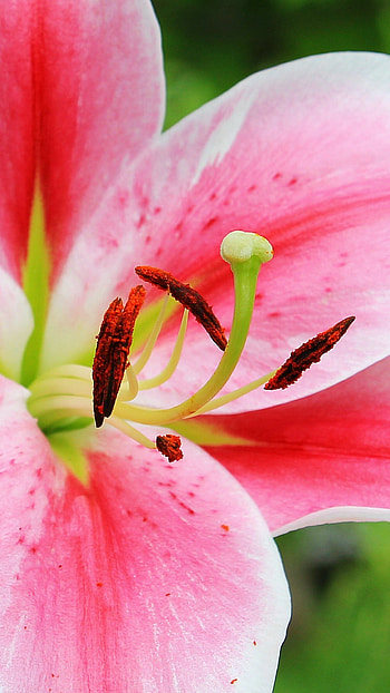 Pink stargazer lily, , Stunning backgrounds, Beautiful flowers HD phone wallpaper