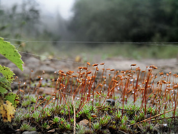 Nature, Grass, Web, Macro, Prickles, Thorns HD wallpaper