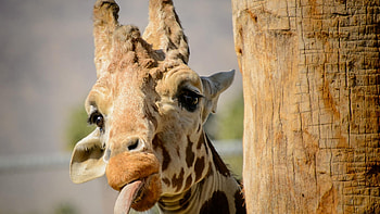 Tongue, Giraffes HD wallpaper