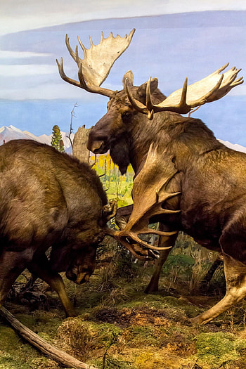 Magnificent moose, Iconic wildlife, Hunting adventure, Pristine wilderness HD phone wallpaper
