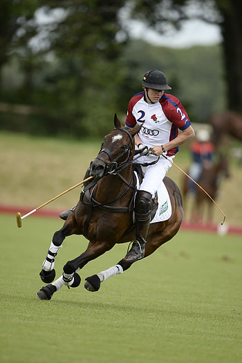 Max Charlton, Horse Polo HD phone wallpaper