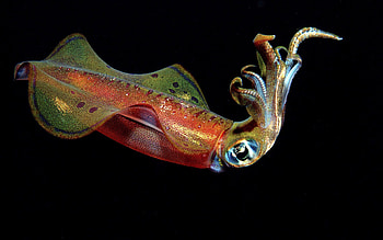 Animals, Underwater World, To Swim, Swim, Antennae, Tendrils, Squid HD wallpaper