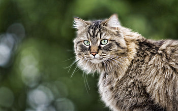 Cat, meow, pussy, purr HD wallpaper