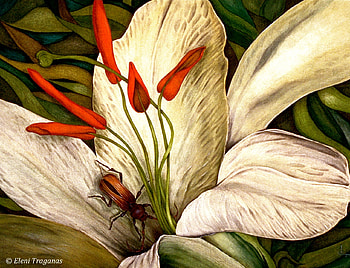 The Visitor, white, brown, beetle, petals, flower, stamen HD wallpaper
