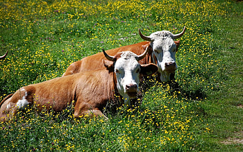Couple, Cow HD wallpaper