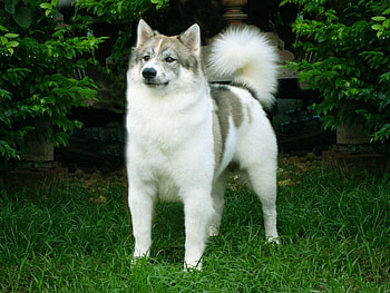 Thai Bangkaew, dog, puppy, grass, breed HD wallpaper