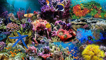 Coral Reef, Marine beauty, Underwater , Breathtaking scenery HD wallpaper