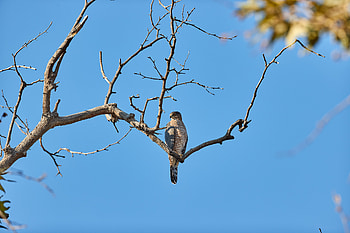 Animals, Bird, Wood, Tree, Branch, Predator, Falcon HD wallpaper