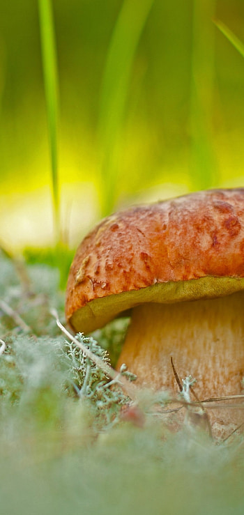 Earth mushroom, Natural wonder, Fungal marvel, Nature's artwork HD phone wallpaper