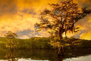 Caddo Lake, Nature graphers, Beautiful scenery, Serene environment HD wallpaper