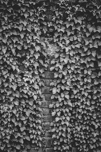 Plant, Miscellanea, Miscellaneous, Wall, Bw, Chb, Brick, Ivy HD phone wallpaper