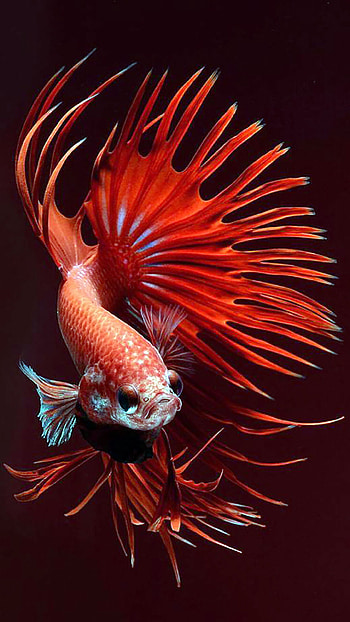 Betta fish , Stunning Siamese fighting fish, Colorful aquatic wonders, Betta splendens HD phone wallpaper