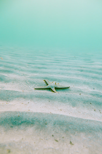 Starfish, sand, animal, fish HD phone wallpaper