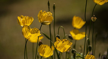Poppy Field, flowers, pretty, poppy, bright HD wallpaper