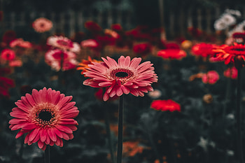 Flowers, Flower, Gerbera, Stalk, Stem HD wallpaper