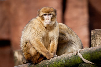 Animals, Sit, Couple, Pair, Monkey, Sight, Opinion, Marmoset HD wallpaper