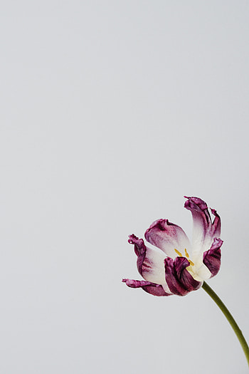 Flowers, Flower, Minimalism, Tulip HD phone wallpaper