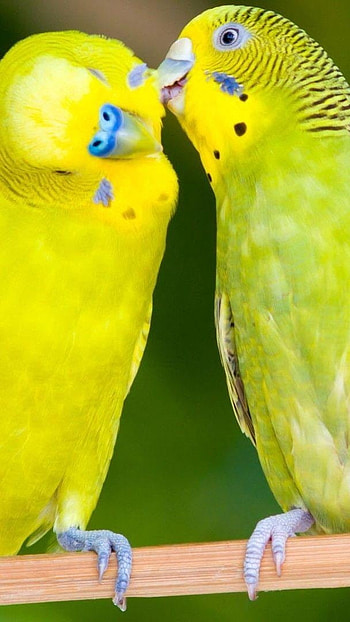 Love Birds, Green Parrots HD phone wallpaper