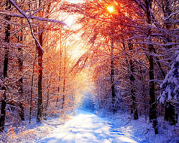 Dreams of winter, trees, wood, sun, snow HD wallpaper