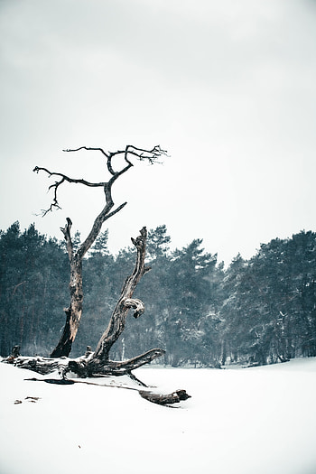 Old fallen tree, branches, winter HD phone wallpaper