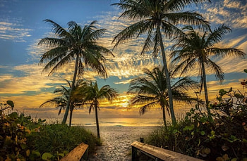 Beautiful Scenery, trees, nature, sunset, beauty HD wallpaper